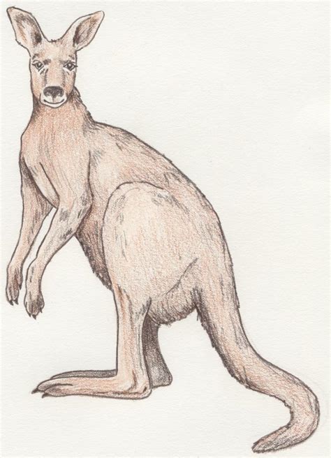 At the back of the snout line draw two pointy ears at the top of the head. Kangaroo Drawing at GetDrawings | Free download