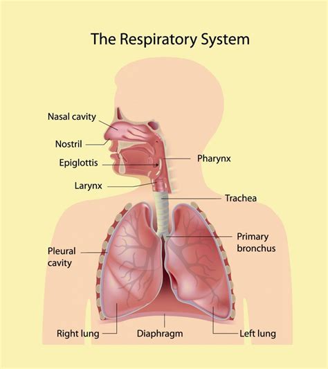 Consisting of specific respiratory organs, blood vessels and muscles, the respiratory system is responsible for inhaling oxygen and carrying out the exchange of oxygen and carbon dioxide in the. 30 Facts And Information About Respiratory System For Kids