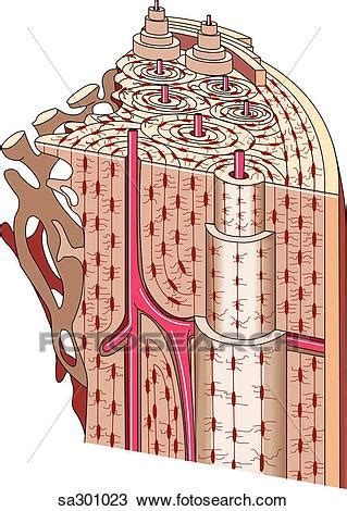 As a part of the. Drawing of Cross-section of bone to reveal the Haversian system, the various osseous structures ...