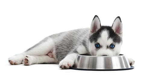 Puppy kibble is created specifically to meet your pup's nutritional needs during its rapid growth period. Best Food For Husky Puppy - A Guide to Feeding Your Husky ...