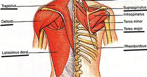 Straining muscles in this area may make. Pulled back muscle symptoms | eHow UK