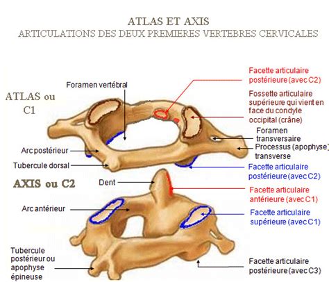 Les vertèbres atlas et axiales sont deux. Axis. — Conseil Dentaire Dr.Hauteville