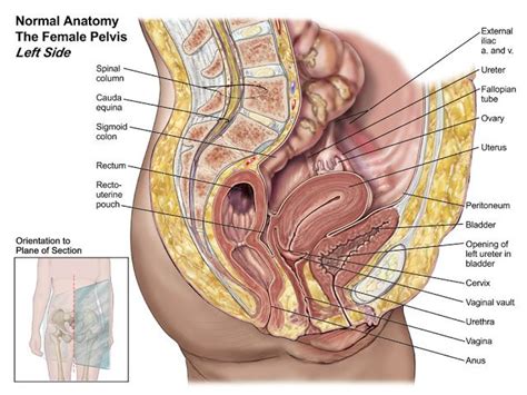 The uterus, or womb, is a hollow organ located centrally in the pelvis. Human&Animal Anatomy and Physiology Diagrams: Normal ...