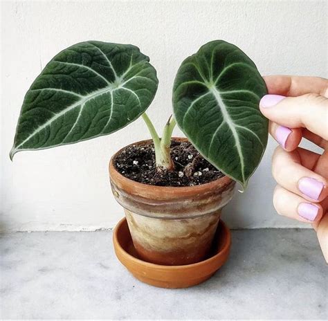My name literally means little queen and if you manage to get your hands on me, you'll know why. Baby alocasia black velvet