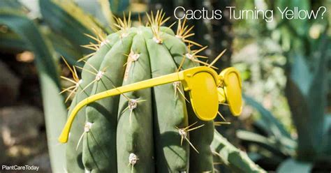 Don't think about the search engine. What To Do About Cactus Turning Yellow
