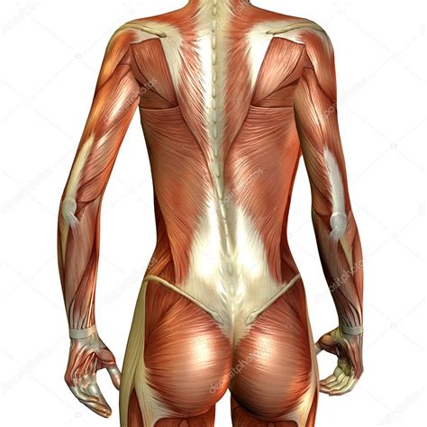 Diagram of female lower back wiring diagram forward. Muscular female back | Muscle female back — Stock Photo ...