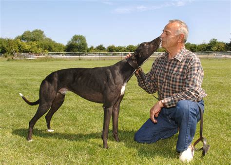 He equalled his 28.53sec clocking from the first round, which remains the quickest of the competition, when coming off. SAVVA - CHAPTER SEVEN - Greyhound Star | News from the ...