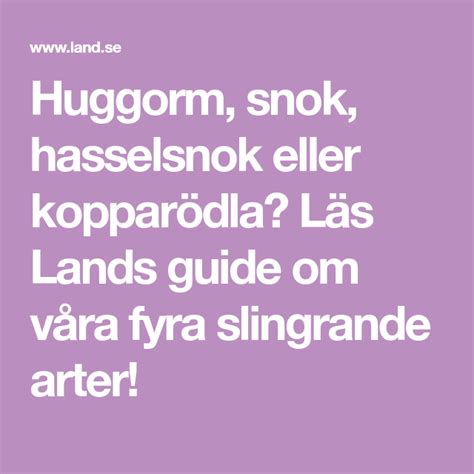 På landet har vi huggorm och hasselsnok, det kan vara svårt att se skillnad på dem, snok har runda pupiller och gula fläckar vid nacken. Huggorm, snok, hasselsnok eller kopparödla? Läs Lands ...