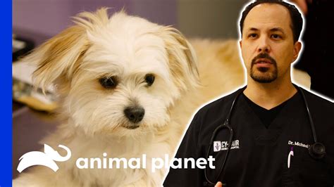 It doesn't surprise me when people (no matter their age) ask how to identify if an animal. Is This Dog Male, Female Or BOTH? | The Vet Life - YouTube