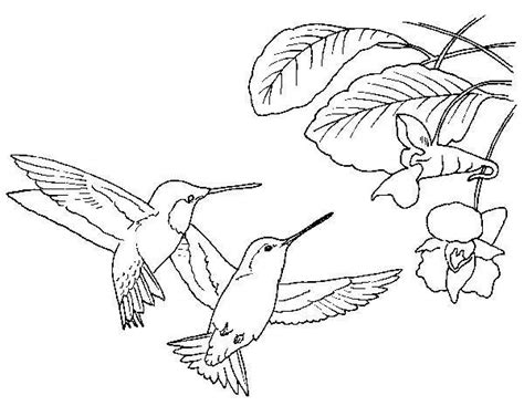 You could also print the picture by clicking the print button above the image. Two Black Chinned Hummingbird Looking For Flowers Coloring ...