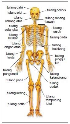 Pada tulang leher terbentuk dengan tujuh ruas tulang. Sistem Gerak Manusia ~ Catatan Endang