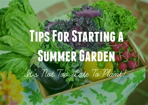 Planting bulbs too early can leave them susceptible to rot. Tips For Starting a Summer Garden - It's Not Too Late!