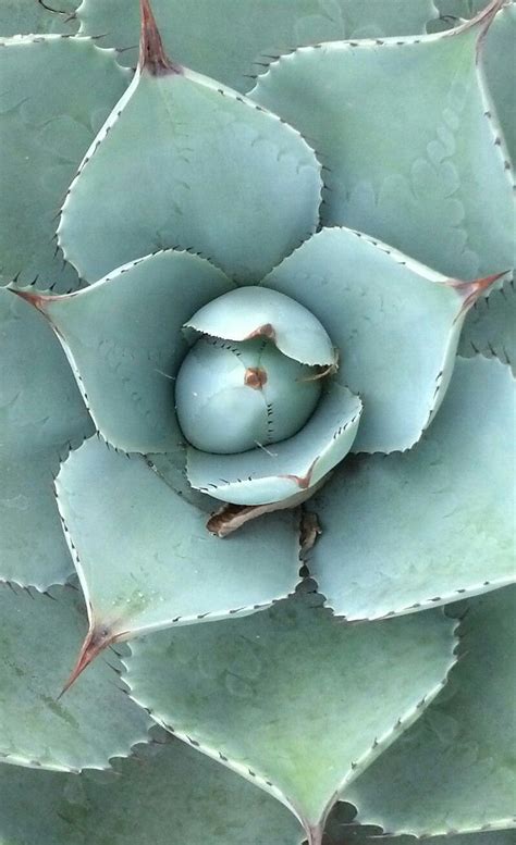 Cacti need containers with sufficient drainage holes so that no water can trap in the bottom and lead to root rot. dusty aqua - succulent - found in nature | Succulents