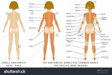 It is composed of many different types of cells that together create tissues and subsequently. Female Body Back Surface Anatomy Human Stock Vector ...