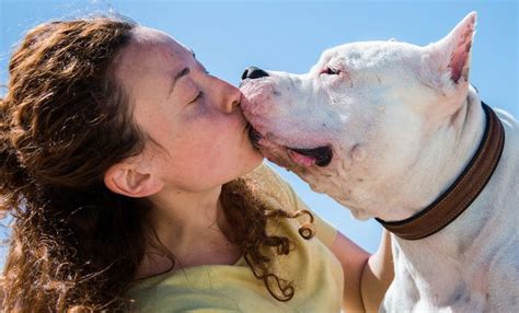 Check spelling or type a new query. How Do I Get My Dog to Stop Licking Me? | Tiny Terrier