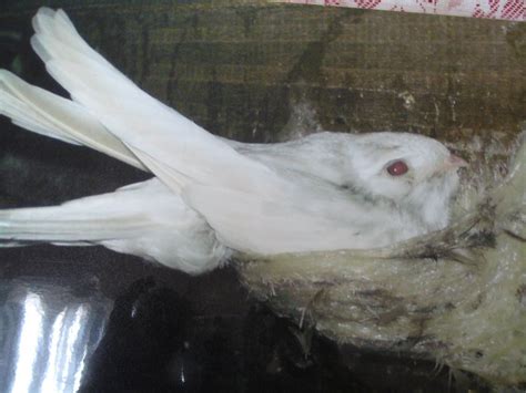 Burung walet adalah burung komoditas ekspor.manfaat sarang walet.kenapa sarang burung walet mahal? Burung walet putih senang menetas | Animals