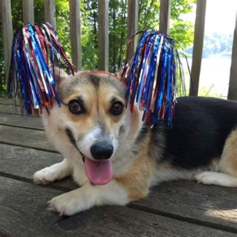 In many cases breeders will have a rescue club for the breed of dog they are selling. Lisa, Pembroke Welsh Corgi Breeder in Brighton, Michigan