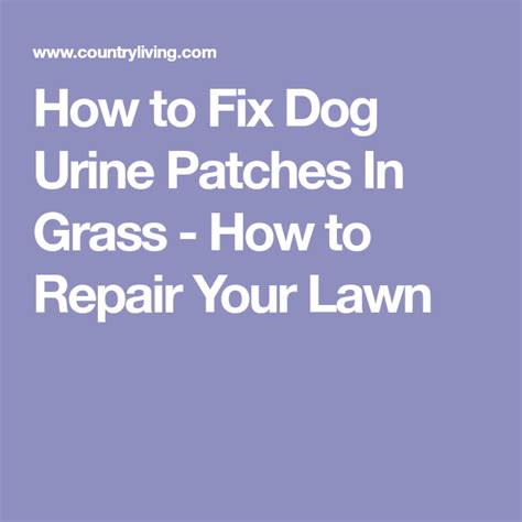 Height of the lawn should be maintained at 10mm at maximum. The Easiest Way to Repair Grass Damaged By Dogs | Lawn repair, Grass, Dog urine