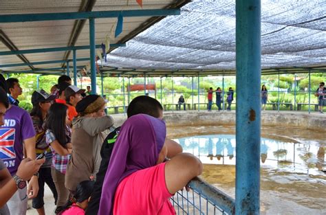 Taman buaya tuaran (crocodile farm tuaran) located in tuaran, northern part of kota kinabalu, sabah. Shahzan hafiz Blog..: 10 Tempat menarik di KOTA KINABALU ...