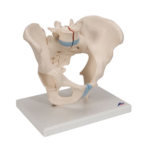 Their partner website has animated text narrations and quizzes to help you study the structures and functions of the anatomical systems. Pelvis masculina en tres piezas - 3B Smart Anatomy ...