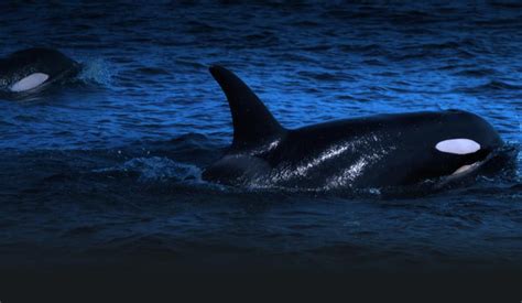 Vancouver aquarium is as entertaining as it is educational. Vancouver Aquarium - I highly recommend their sleepover ...