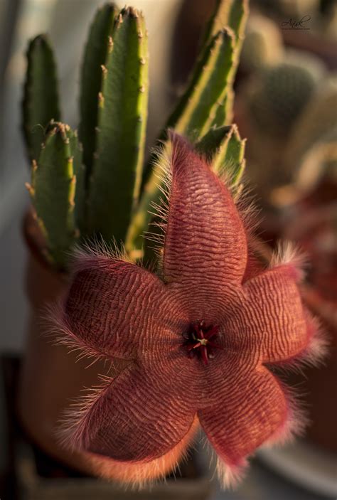 It's likely an accident, but the modders don't mind. "My cactus just bloomed, and its flower looks like a ...