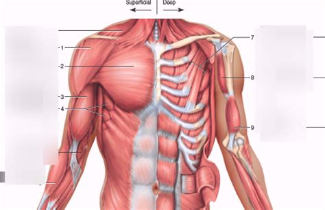 Muscle diagram, most important muscles of an athletic black man, anterior and posterior view, male body. Chest Muscles Diagram Quizlet