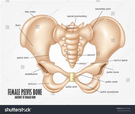 Pevis/female pelvis/types of female pelvi/diameters of pelvis/pelvic ligaments/pelvic bones. Female Pelvis Bone Anatomy Stock Vector 407075506 ...