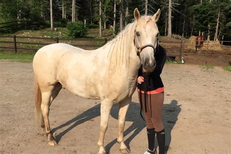 His name was previously stylized joker. Meet The Horses - Hampton Riding Centre