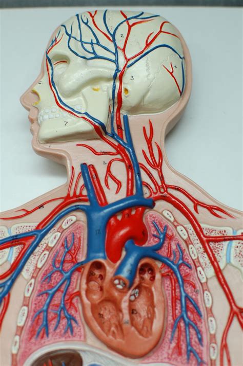 Are the jugular vein and carotid artery present on both sides of the neck, or is one on the left side and the other on the right? Human Anatomy Lab: Arteries and Veins