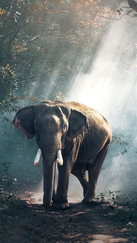 Check out this collection and you will. Elephant Below the Skylight Background Phone Wallpaper and ...