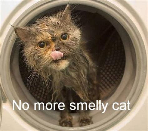 Other times, not so much. No More Smelly Cat Meme - Cat Planet | Cat Planet
