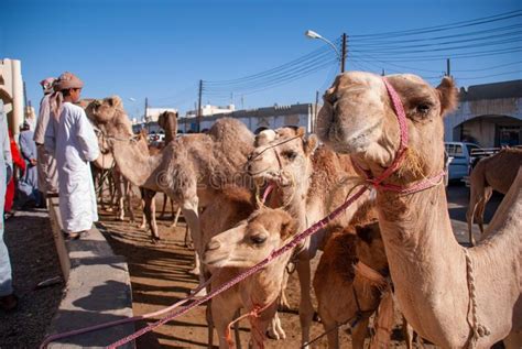 Initiating a national collection of spiders from the republic of the sudan in the. Omani Boy With His Camels In A Countryside Of Oman ...