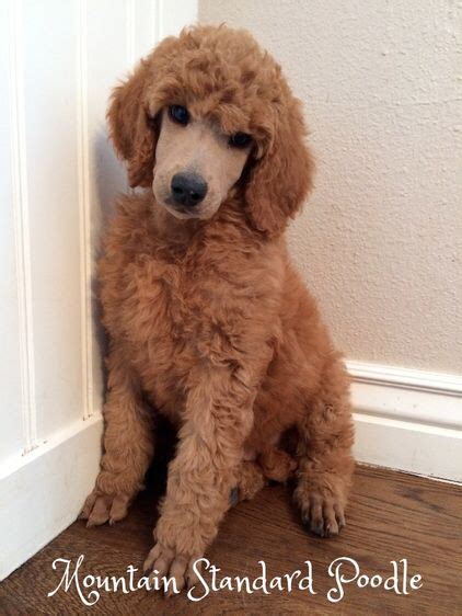 Beautiful red and apricot miniature poodle puppies. Standard ruby poodle | *Standard Poodles* | Poodle puppies ...