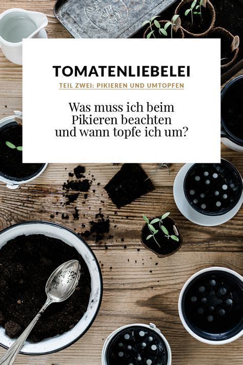 Tomaten erntezeit bei andersfarbigen tomatensorten: Tomatenliebelei - Von der Aussaat bis zur Ernte. Teil 2 ...