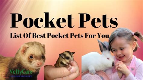 Cute exotic cats for sale online. Pocket Pet - Pocket Pet here's what you need to know ...