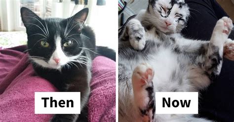 The adventures and misadventures of kita as she faces daily life with her family. Woman Rescues A Kitty With A Rare Vitiligo Condition And ...