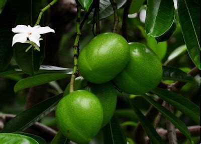 Tangkap tikus dengan menggunakan perangkap. 17 Petua Halau Tikus Paling Berkesan. Cubalah! - Edu Bestari