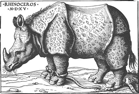 Das albrecht dürer rhinozeros ist ein bedeutender holzschnitt aus dem jahr 1515. Albrecht Dürer'in Görmeden, Yalnızca Anlatılardan ...