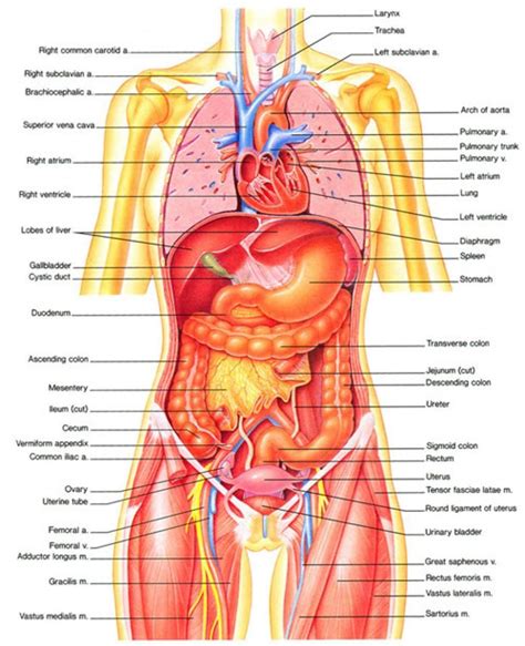 Upper trunk the most common site. Photos Female Anatomy | Human anatomy female, Human body ...