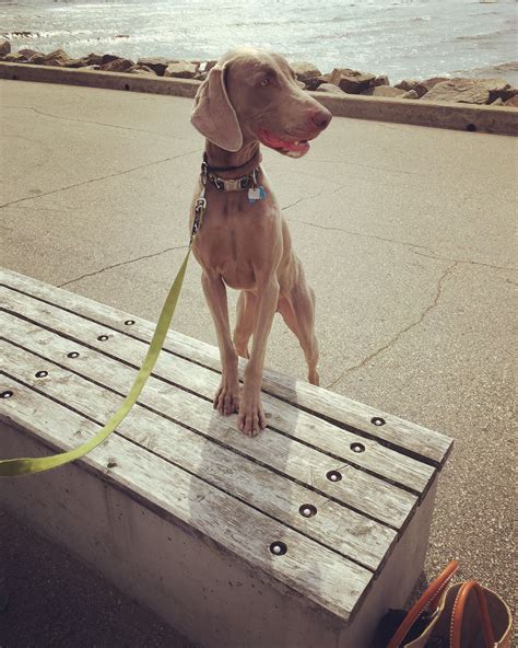 Taken 11/26/14 on the american river parkway near rossmoor entrance along drainage ditch. Pin by Shellie Ott on All Things Weim's ️ | Blue ...