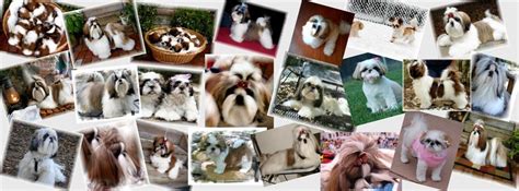 Jack is the puppy for you! GA SHIH TZU - Shih Tzu puppies for sale in Georgia FL AL ...