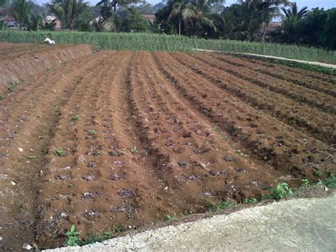 Selain di lahan terbuka, kamu juga bisa menanam jahe merah di pot. Cara Menanam Jahe Di Lahan Terbuka : Cara Cerdas Budidaya ...