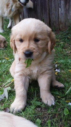 They're fluffy little teddy bears that are full of joy, playfulness, and curiosity. GOLDEN RETRIEVER PURE BRED PUPPIES - Find Me a Pet