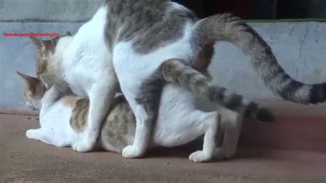 After about 20 to 30 minutes, once the female is finished grooming, the cycle will repeat. Cats Mating - Close up Video ! | Cats, Animals, Closer