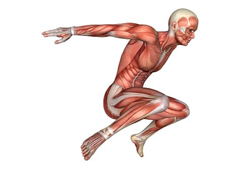 Anatomy directions, planes, and muscle/joint actions; 3d Rendering Male Anatomy Figure With Muscles Map On White ...