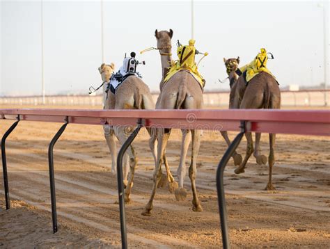 Camel jockey in community dictionary. Dubai Camel Racing Club Camels Racing With Radio Jockey ...