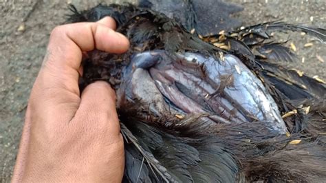 Yang banyak beredar di masyarakat yaitu mengenai mitos ayam cemani yang memiliki warna hitam. Penasaran Daging Ayam Cemani Warna apa, Ayam Cemani Bli ...