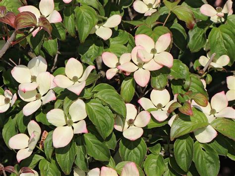 Click here for the new site. Japanischer Blumen-Hartriegel 'Heart Throb' - Cornus kousa ...