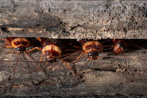 We did not find results for: Cockroach on wooden - Green Pest Defense | Maine Pest ...